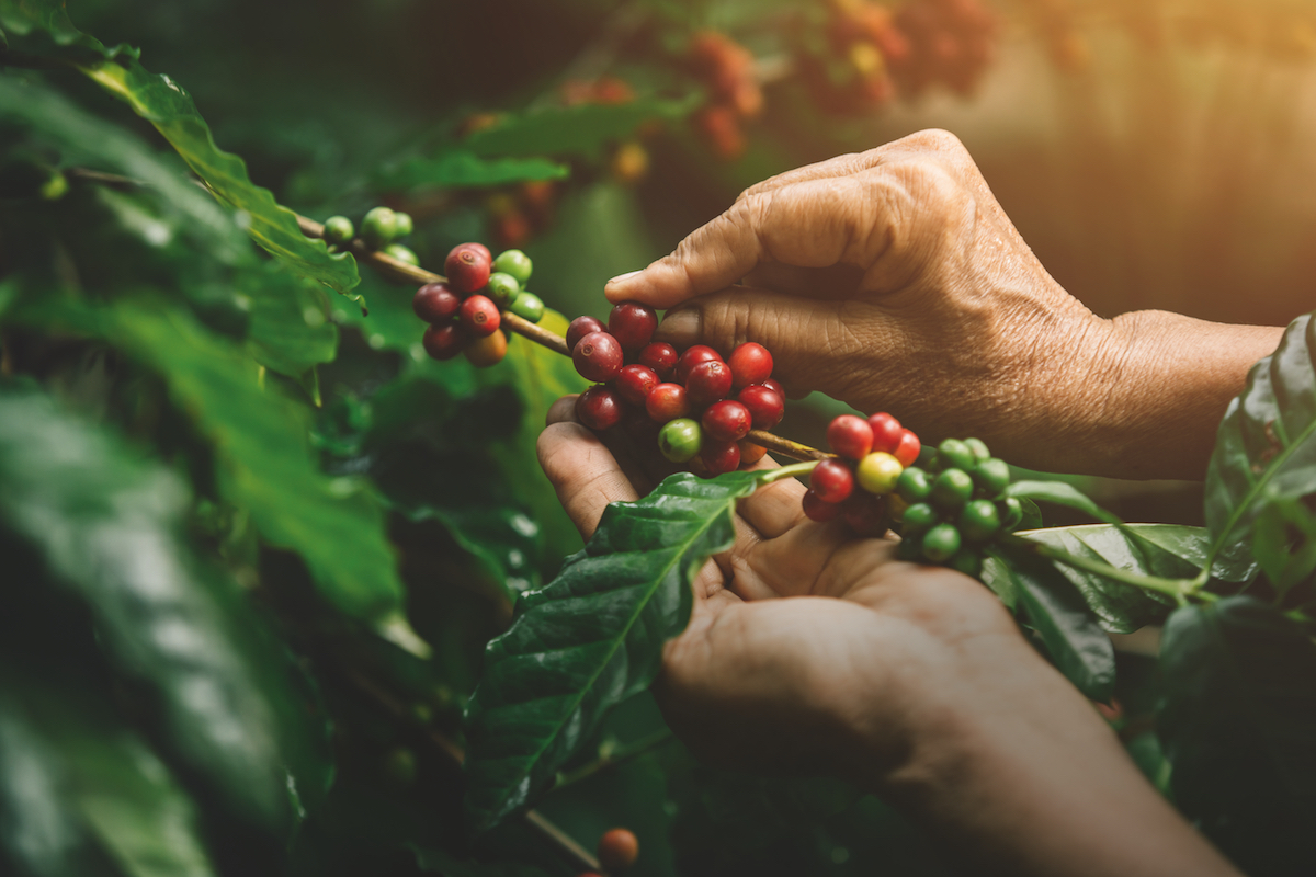 [coffee berries] Close-up arabica coffee berries with agriculturist hands