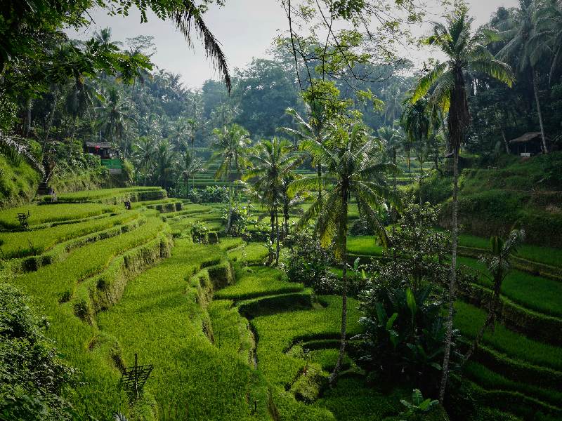 bali