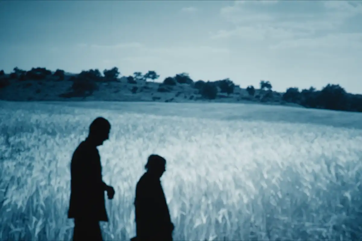 padurea de molizi padurea de molizi