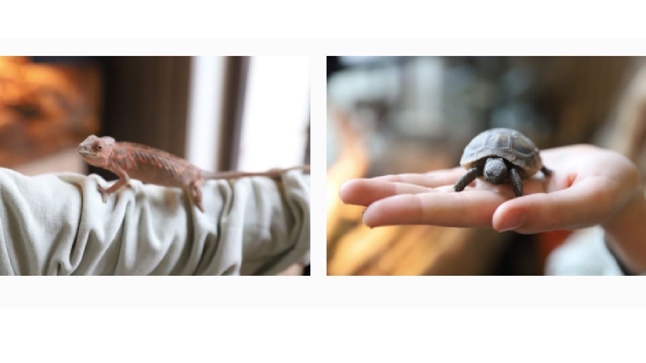 Proiect nou - 2025-10-27T172208.453 Proiect nou - 2025-10-27T172208.453