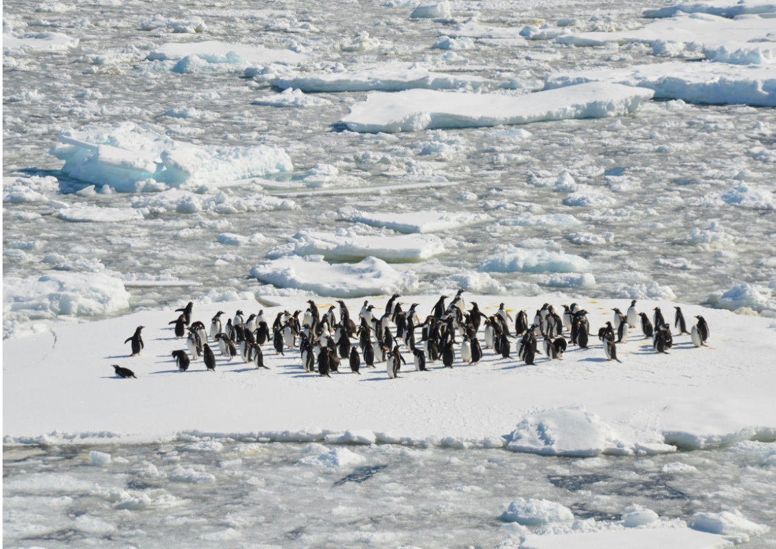 antarctica polul sud