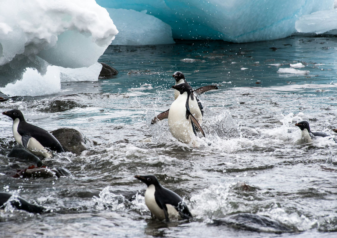 antarctica polul sud