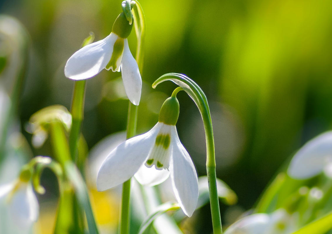 horoscopul saptamanii