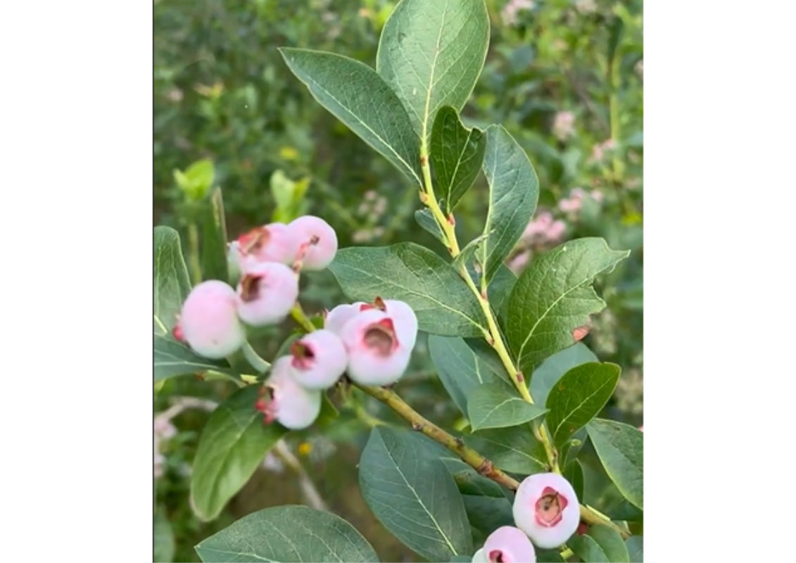 afina voinicului